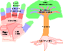 Hand Tree Processing