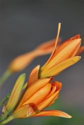 day lily buds