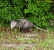Opossum, 5-1-03, 1320 GMT