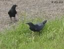 Crows Robbing Turtle Eggs, 4-20-03