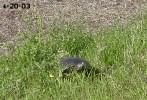 Red Eared Slider Nesting, 4-20-03