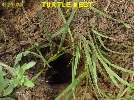 Turtle Nest, 4-20-03