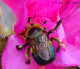 Bumblebee, 3-12-03