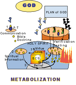 Metabolization