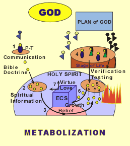 Metabolization