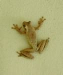 Tree
              Frog